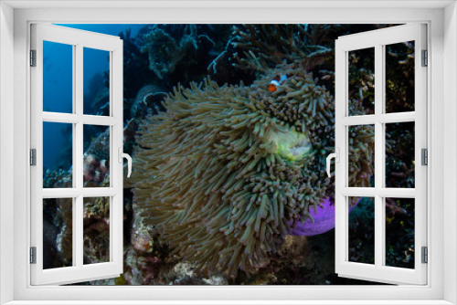 Fototapeta Naklejka Na Ścianę Okno 3D - A False clownfish snuggles into its host anemone on a reef in Raja Ampat, Indonesia. This region is thought to be the center of marine biodiversity and is a popular area for diving and snorkeling.