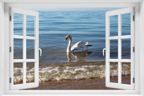Fototapeta Naklejka Na Ścianę Okno 3D - Beautiful white swan swimming on water surface, side view. Elegant wild bird floating alone outdoors in sea. Animal protection care ecology environment. Sea at Sunny day.