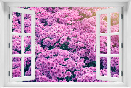 Fototapeta Naklejka Na Ścianę Okno 3D - The purple color of the beautiful chrysanthemum blooming on the morning  and sun light texture background