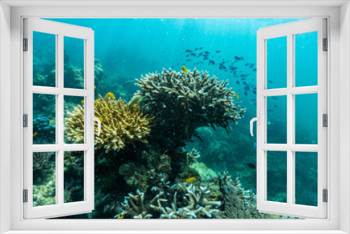 Fototapeta Naklejka Na Ścianę Okno 3D - underwater scene with coral reef and fish; Sea in Surin Islands, Phang Nga Province,southern of Thailand.