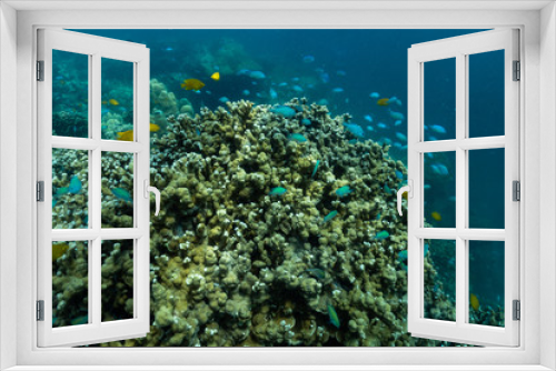 Fototapeta Naklejka Na Ścianę Okno 3D - underwater scene with coral reef and fish; Sea in Surin Islands, Phang Nga Province,southern of Thailand.