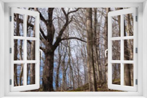 Fototapeta Naklejka Na Ścianę Okno 3D - Eranthis hyemalis Winterling im Wald bei Cloewitz