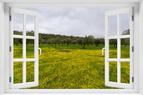 Fototapeta Naklejka Na Ścianę Okno 3D - Spring in Greece, grove with old olive trees and blossom of yellow flowers on meadow