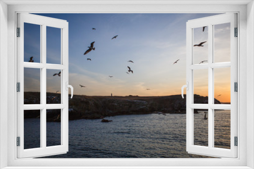 Fototapeta Naklejka Na Ścianę Okno 3D - Sunset on the sea, seagulls fly over the waves and the outlines of the stone island. The orange light of the setting sun illuminates the gulls above the sea and the dark water of the Black sea