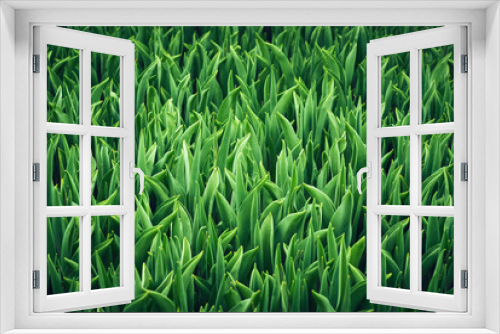 Fototapeta Naklejka Na Ścianę Okno 3D - floral background - green leaves of grass