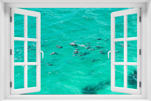 Fototapeta Naklejka Na Ścianę Okno 3D - A pod of dolphin swimming in the crystal clear water, Byron Bay Australia