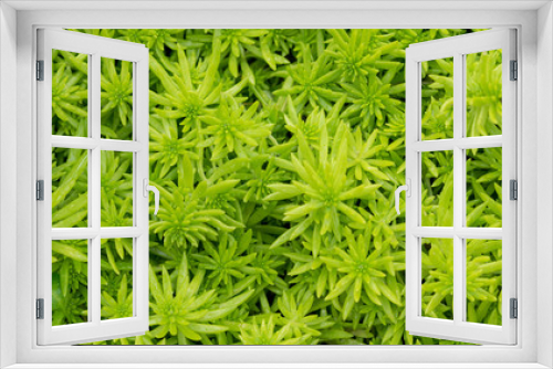 Fototapeta Naklejka Na Ścianę Okno 3D - Natural backgrounds of green moss on the land, Non-vascular plant (Bryophytes)