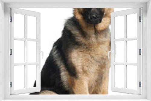 Fototapeta Naklejka Na Ścianę Okno 3D - German Shepherd Dog, 8 months old