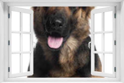 Fototapeta Naklejka Na Ścianę Okno 3D - Close-up of German Shepherd Dog, 2 years old