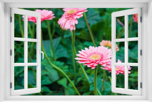 Fototapeta Naklejka Na Ścianę Okno 3D - Pink gerbera flowers in the garden