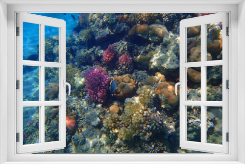 Fototapeta Naklejka Na Ścianę Okno 3D - coral reef in Red Sea