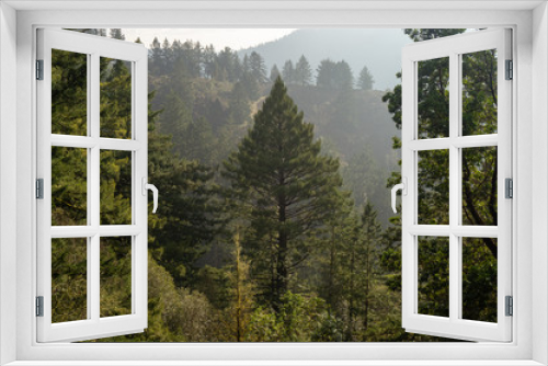 Fototapeta Naklejka Na Ścianę Okno 3D - Foggy forest hike