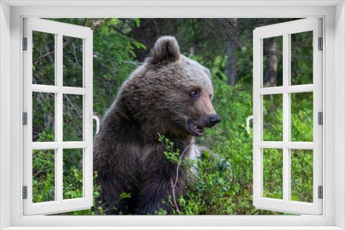 Fototapeta Naklejka Na Ścianę Okno 3D - Cub of Brown Bear in the summer forest. Closeup portrait. Natural habitat. Scientific name: Ursus arctos.