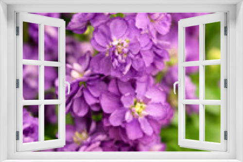 Fototapeta Naklejka Na Ścianę Okno 3D - ストックの花