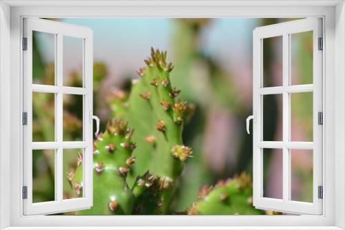Fototapeta Naklejka Na Ścianę Okno 3D - Succulent