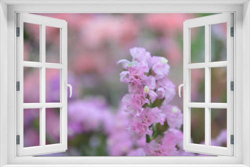 Fototapeta Naklejka Na Ścianę Okno 3D - Beautiful Natural Fresh Flower in Garden.