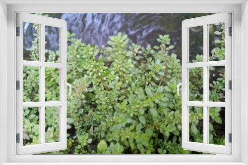 Fototapeta Naklejka Na Ścianę Okno 3D - image of natural green weeds in the morning