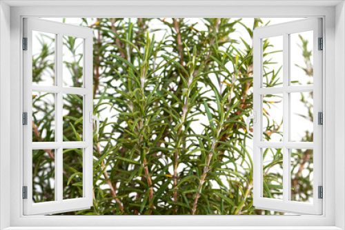 Fototapeta Naklejka Na Ścianę Okno 3D - close up on rosemary aromatic plant on white background