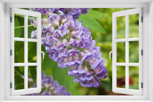 Fototapeta Naklejka Na Ścianę Okno 3D - wisteria flower in the garden