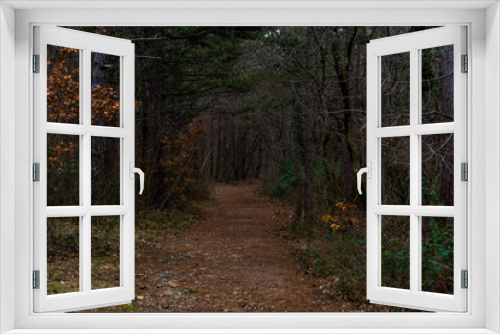 Fototapeta Naklejka Na Ścianę Okno 3D - Path In Birch Forest During Autumn