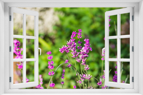 Fototapeta Naklejka Na Ścianę Okno 3D - Purple flowers in the garden on a sunny day