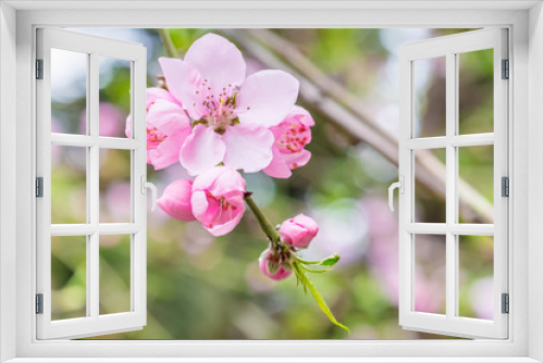 Fototapeta Naklejka Na Ścianę Okno 3D - Pink tree blossoms in spring