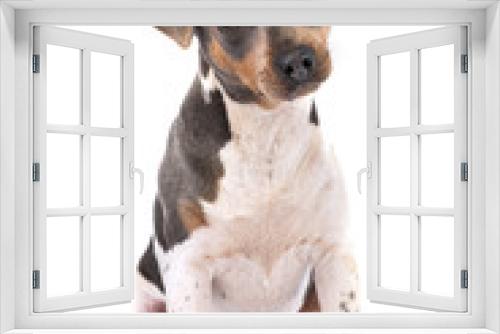 Fototapeta Naklejka Na Ścianę Okno 3D - brazilian terrier in studio