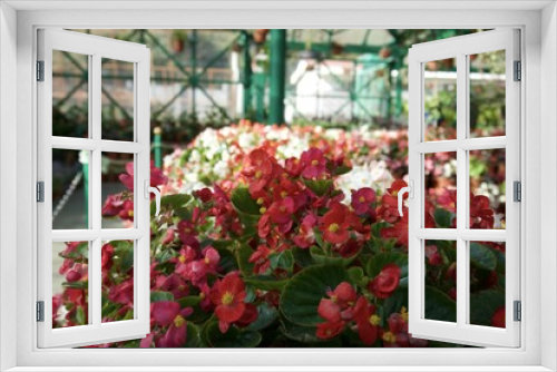 Fototapeta Naklejka Na Ścianę Okno 3D - Flowers in the glass house garden 