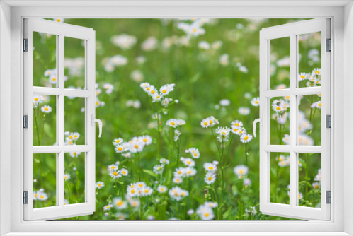 Fototapeta Naklejka Na Ścianę Okno 3D - 満開のハルジオンの花