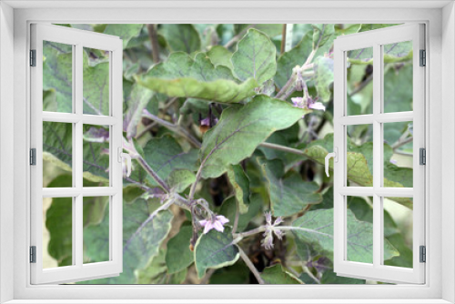 Fototapeta Naklejka Na Ścianę Okno 3D - Green Eggplant flower and Brinjal Leaf Tree
