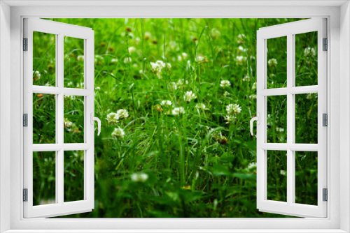 Fototapeta Naklejka Na Ścianę Okno 3D - Floral landscape of white flowers clover on green grass background