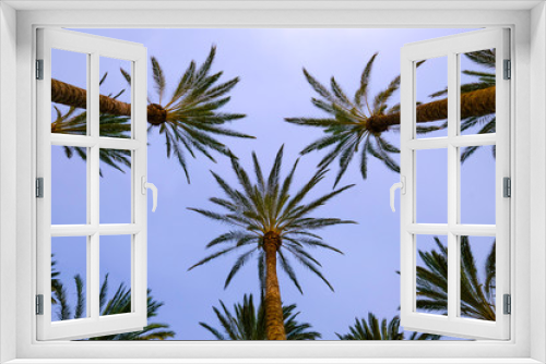 Fototapeta Naklejka Na Ścianę Okno 3D - Der Blick in den blauen Himmel durch die Wedel der Palmen