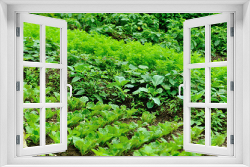 Fototapeta Naklejka Na Ścianę Okno 3D - Growing vegetables in garden, Organic farming