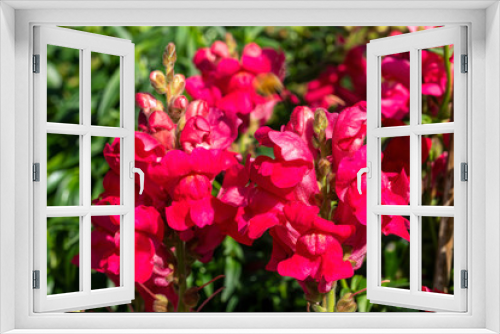 Fototapeta Naklejka Na Ścianę Okno 3D - Antirrhinum majus 'Ruby' a red herbaceous perennial spring summer autumn flower plant commonly known as Snapdragon