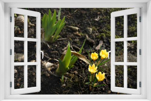 Fototapeta Naklejka Na Ścianę Okno 3D - yellow crocuses growing out of the ground in early spring in the garden
