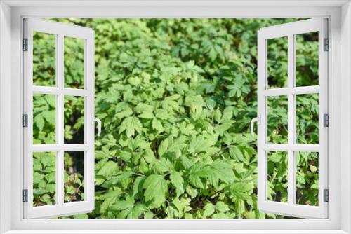 Fototapeta Naklejka Na Ścianę Okno 3D - White mugwort leaves green for herb vegetable food nature in the garden - Artemisia lactiflora