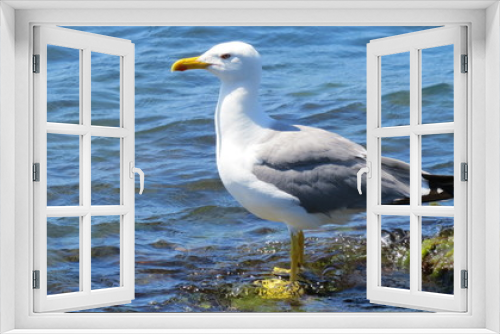 Fototapeta Naklejka Na Ścianę Okno 3D - seagull on the beach