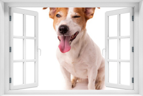 Fototapeta Naklejka Na Ścianę Okno 3D - Jack Russell Terrier, isolated on white background at studio