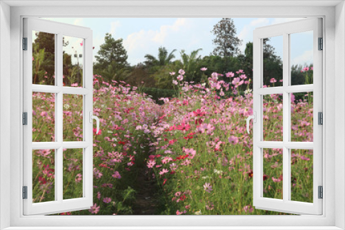 Fototapeta Naklejka Na Ścianę Okno 3D - Beautiful cosmos flowers in the garden