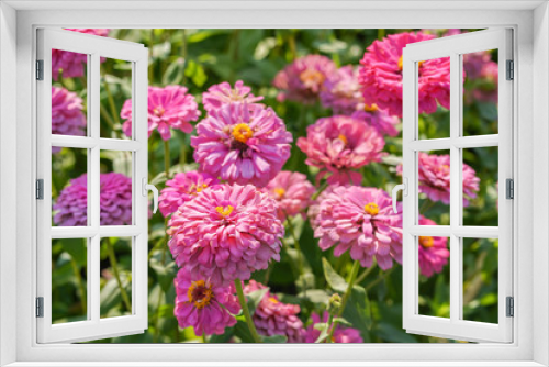 Fototapeta Naklejka Na Ścianę Okno 3D - pink Zinnia flower field 