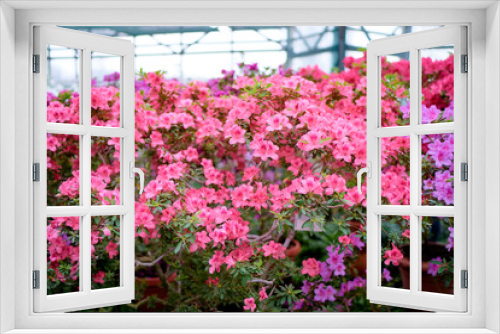 Fototapeta Naklejka Na Ścianę Okno 3D - Beautiful blossom of azaleas flowers.