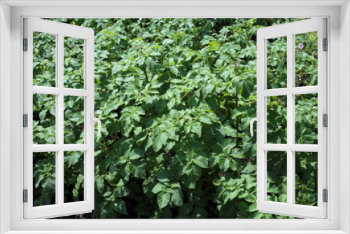 Fototapeta Naklejka Na Ścianę Okno 3D - Growing potato