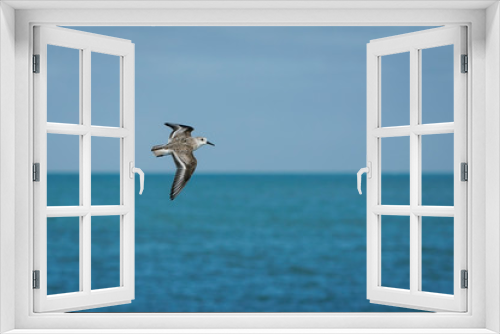 Fototapeta Naklejka Na Ścianę Okno 3D - Sanderling