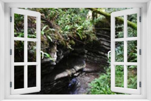 Fototapeta Naklejka Na Ścianę Okno 3D - yew-boxwood grove