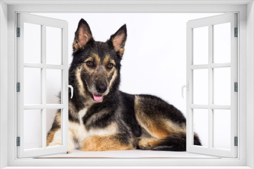 Fototapeta Naklejka Na Ścianę Okno 3D - Mongrel dog lies on a white background
