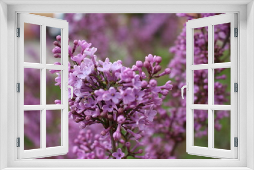 Fototapeta Naklejka Na Ścianę Okno 3D - Blooming Flower 2