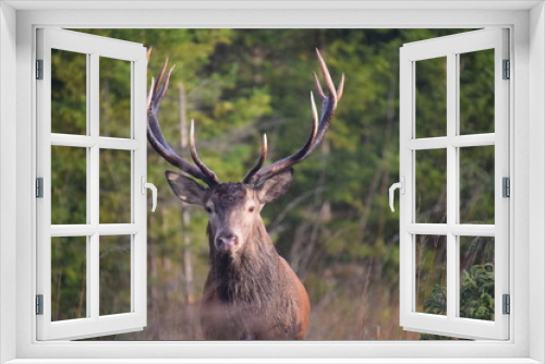 Fototapeta Naklejka Na Ścianę Okno 3D - deer elk animal wildlife wild