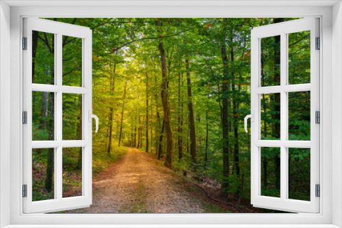 Fototapeta Naklejka Na Ścianę Okno 3D - Der Weg im grünen wald mit Sonnenlicht