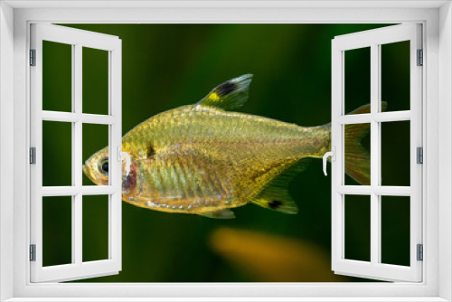 Fototapeta Naklejka Na Ścianę Okno 3D - X ray Tetra - Pristella Maxillaris in freshwater aquarium