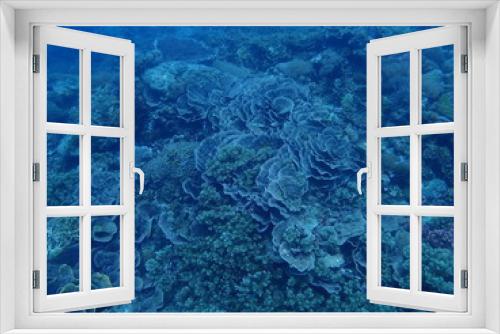 Fototapeta Naklejka Na Ścianę Okno 3D - Healthy Coral Reef in Siquijor